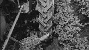 Tractor tires in a potato field, 1963